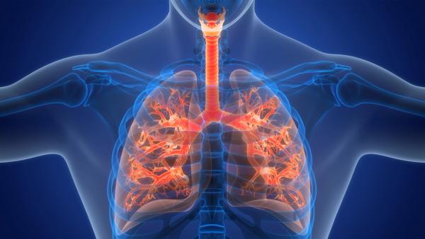 Human Respiratory System Lungs Anatomy | Image credit: © magicmine - © magicmine - stock.adobe.com