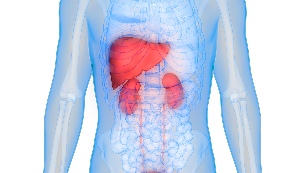 Human Body Organs Anatomy (Liver with Kidneys): Image credit: © magicmine - © magicmine - stock.adobe.com