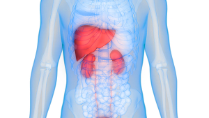 Human Body Organs Anatomy (Liver with Kidneys): Image credit: © magicmine - © magicmine - stock.adobe.com