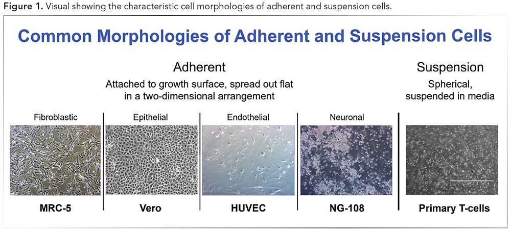The Pros and Cons of Adherent Versus Suspension Cell Culture