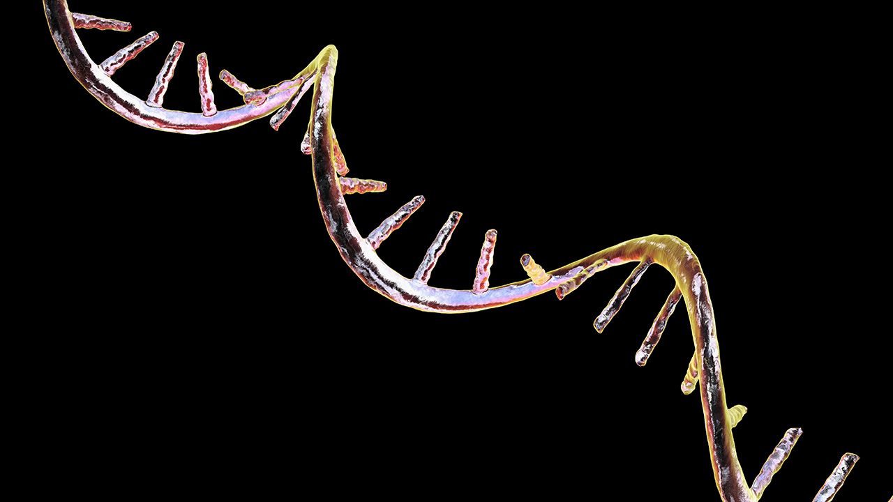 Molecule of mRNA, 3D illustration | Image credit: © Dr_Microbe - © Dr_Microbe - stock.adobe.com