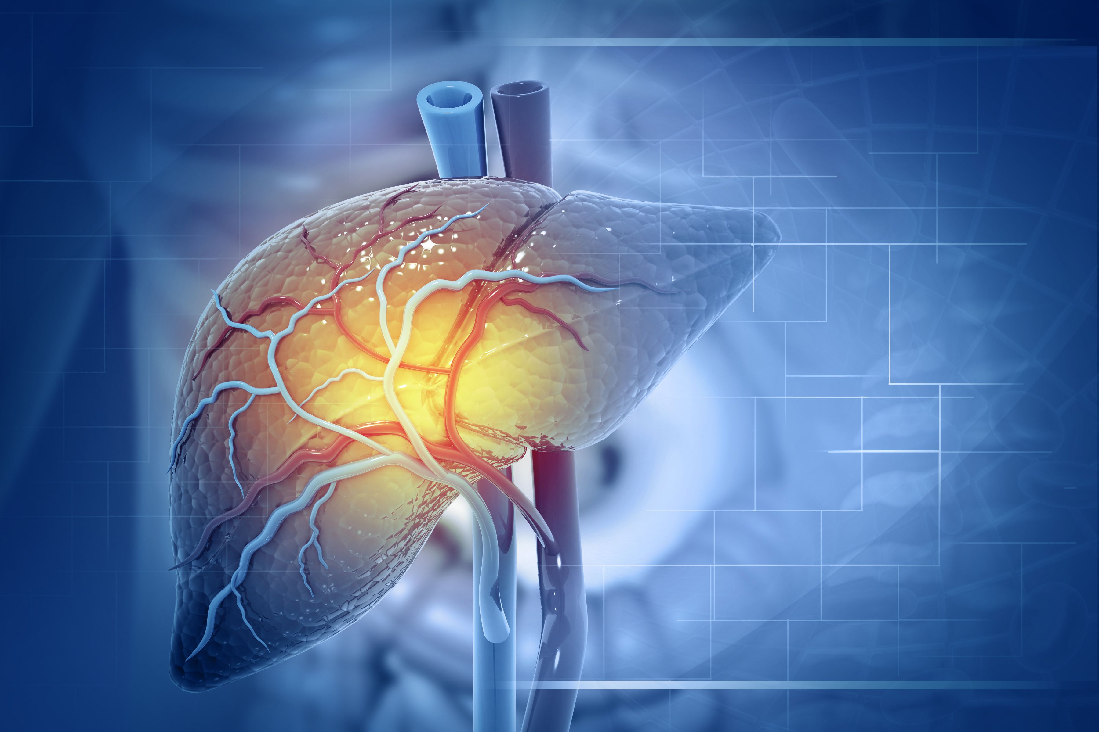 3D illustration of a human liver against a blue background, with branching blood vessels across its surface, two large vessels at the top, and a yellow glow at the center of the organ. | Image Credit: © Crystal lite - stock.adobe.com