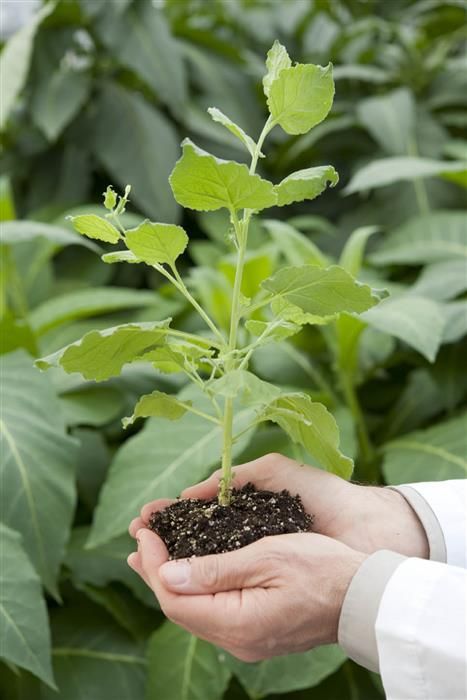 PlantForm cultivates antibodies using tobacco plants.