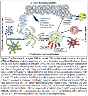 CTLA-4 Antibodies: New Directions, New Combinations  