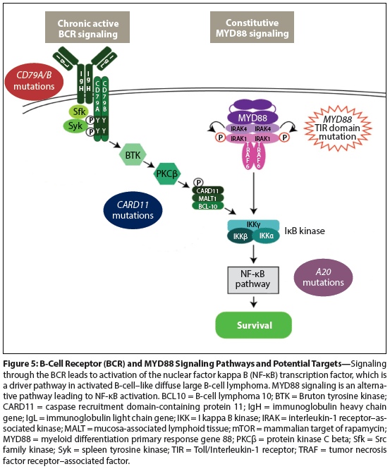 Appropriate Management Of Molecular Subtypes Of Diffuse Large B-Cell ...