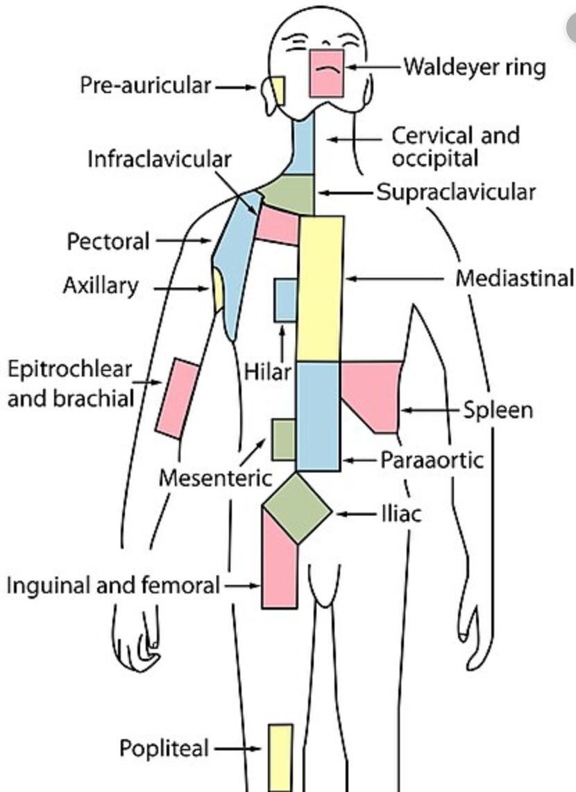 Lymphnodes