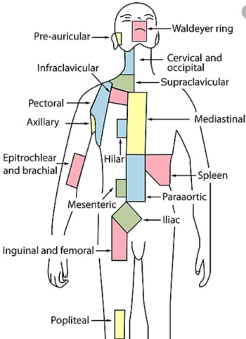 Lymphnodes
