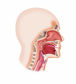 Primary Transoral Surgery Yields Good Swallowing Outcomes Despite Increased Risk of Death in HPV-related OPSCC