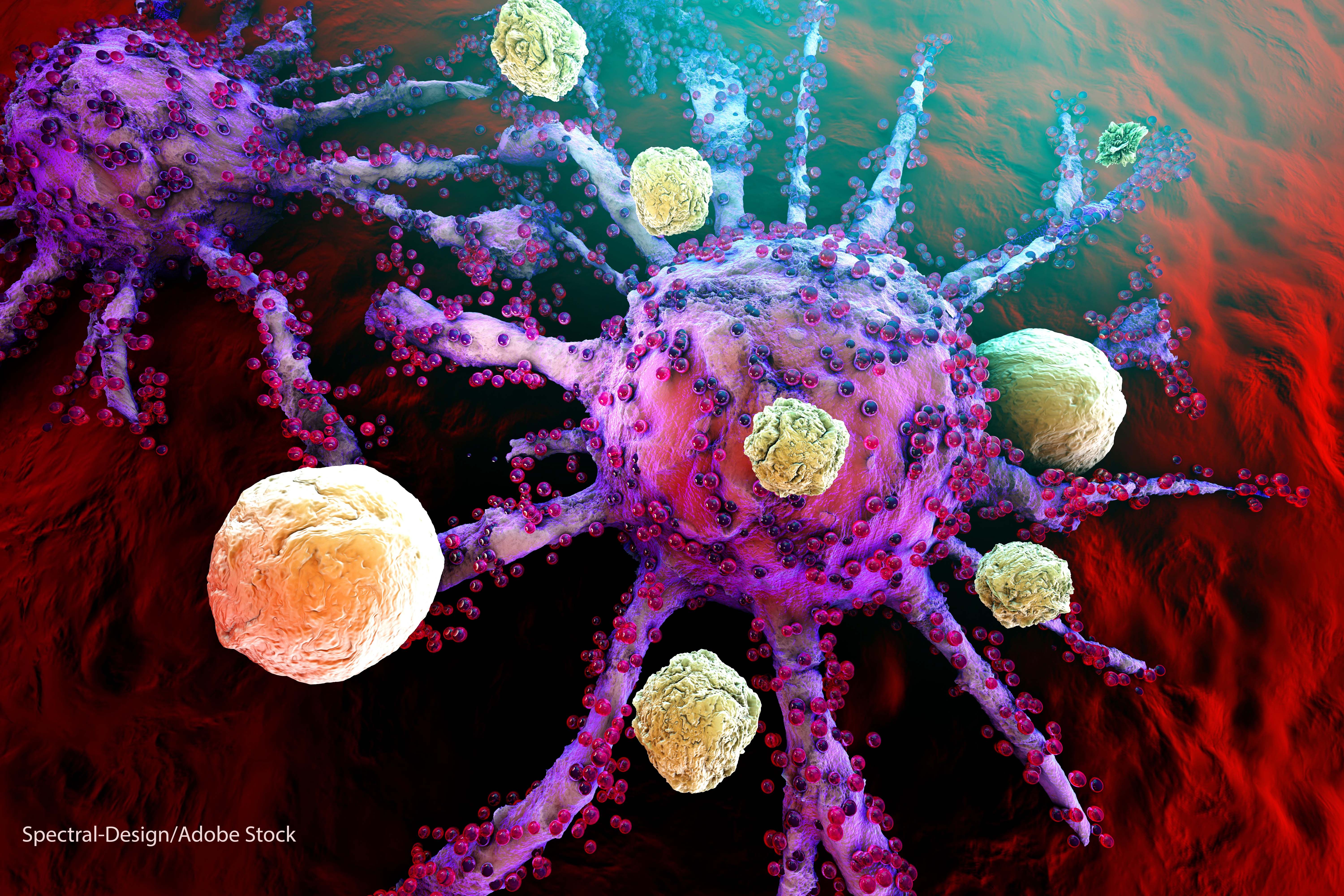 Терапия против рака. Клетки иммунной системы т-киллеры. Раковая клетка и т лимфоцит. Т лимфоциты под микроскопом. Т клеточная система иммунитета.