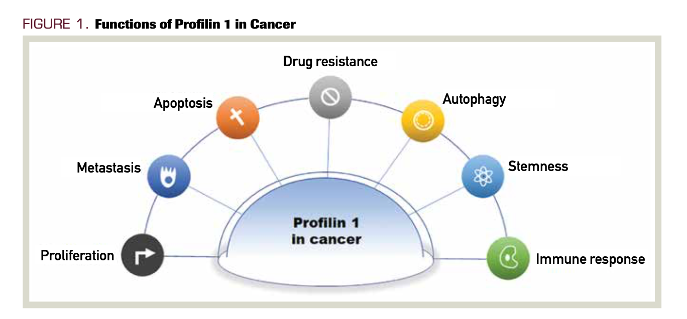 FIGURE 1. Functions of Profilin 1 in Cancer