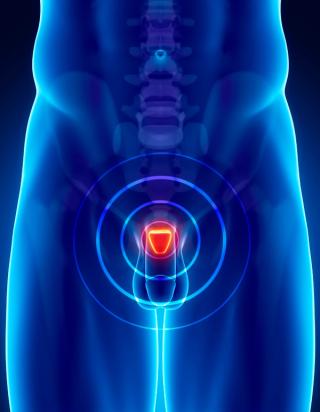 prostate