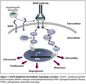 Colorectal Cancer: How Emerging Molecular Understanding Affects Treatment Decisions