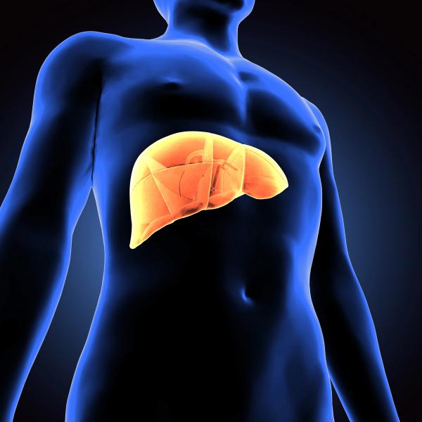 FDA Clears TriNav Advance for Expanded Liver Embolization Access: © PIC4U - stock.adobe.com