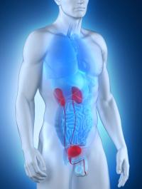 Data from POTOMAC support durvalumab plus BCG and induction and maintenance therapy as a new treatment option in BCG-naive, high-risk NMIBC.