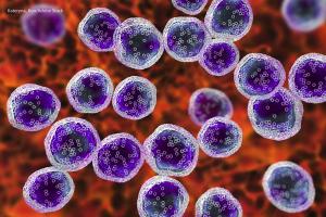 LP-284, which now has orphan drug designation from the FDA for mantle cell lymphoma following, yielded positive preclinical data at the 2022 American Society of Hematology meeting.