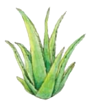 reines aloe vera gel kaufen Forever Aloe Vera Gel kaufen main image 0