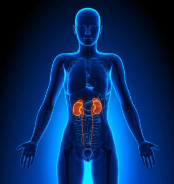 Illustration of human kidneys