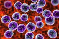 Burkitt's lymphoma cells, a cancer of the lymphatic system, monoclonal B-cell tumor, 3D illustration | Image Credit: ©Dr_Microbe - adobe stock