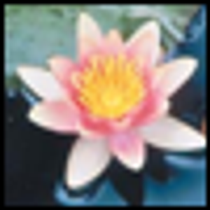 Mindfulness Meditation