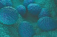 Stereotactic body radiotherapy alone may be feasible instead of immediate systemic therapy in select patients with oligometastatic cancer.