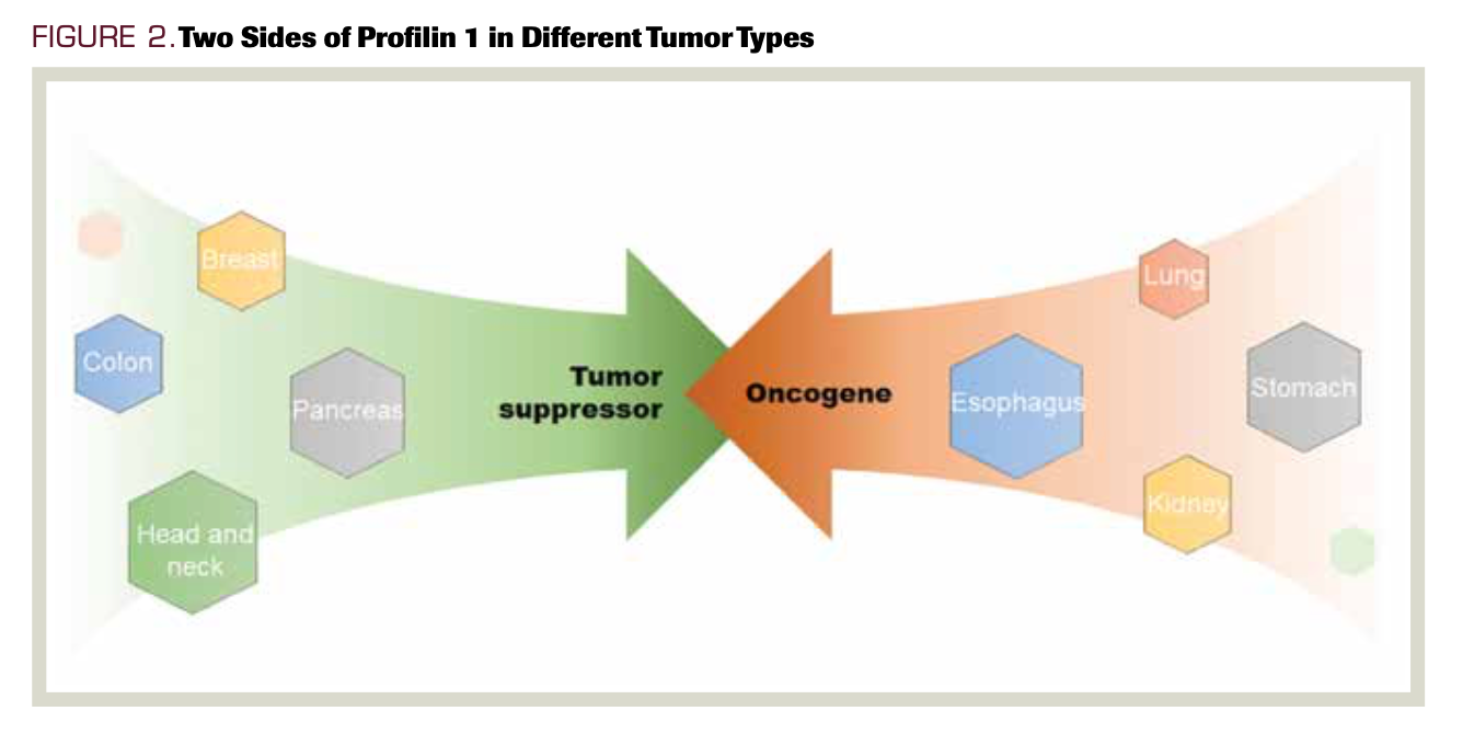 FIGURE 2. Two Sides of Profilin 1 in Different Tumor Types