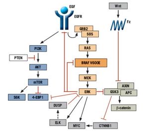 Evolving Strategies for the Management of BRAF-Mutant Metastatic Colorectal Cancer
