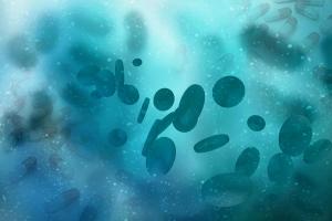 No TRAEs leading to dose discontinuation, DLTs, or belantamab-related corneal events above grade 1 occurred with belantamab in multiple myeloma.