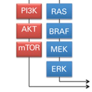 Precision Medicine in Metastatic Colorectal Cancer: Relevant Carcinogenic Pathways and Targets-PART 1: Biologic Therapies Targeting the Epidermal Growth Factor Receptor and Vascular Endothelial Growth Factor