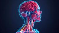 Detailed anatomical illustration of the head and neck | Image Credit: © Lemdah - stock.adobe.com