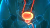 Human Urinary System Kidneys with Bladder Anatomy | Image Credit: © magicmine - stock.adobe.com