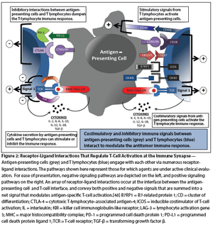 Immune Targeting in Breast Cancer
