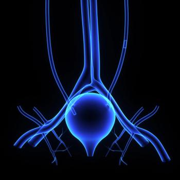 Image of a human bladder