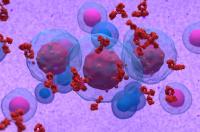Myeloma | Image Credit: © LASZLO - stock.adobe.com.