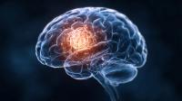 FDA Accepts SonoClear System 510(k) Submission for Brain Tumor Resection Imaging: © DesignsBurner - stock.adobe.com