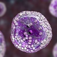 Ibrutinib and venetoclax may prove beneficial in previously untreated chronic lymphocytic leukemia.