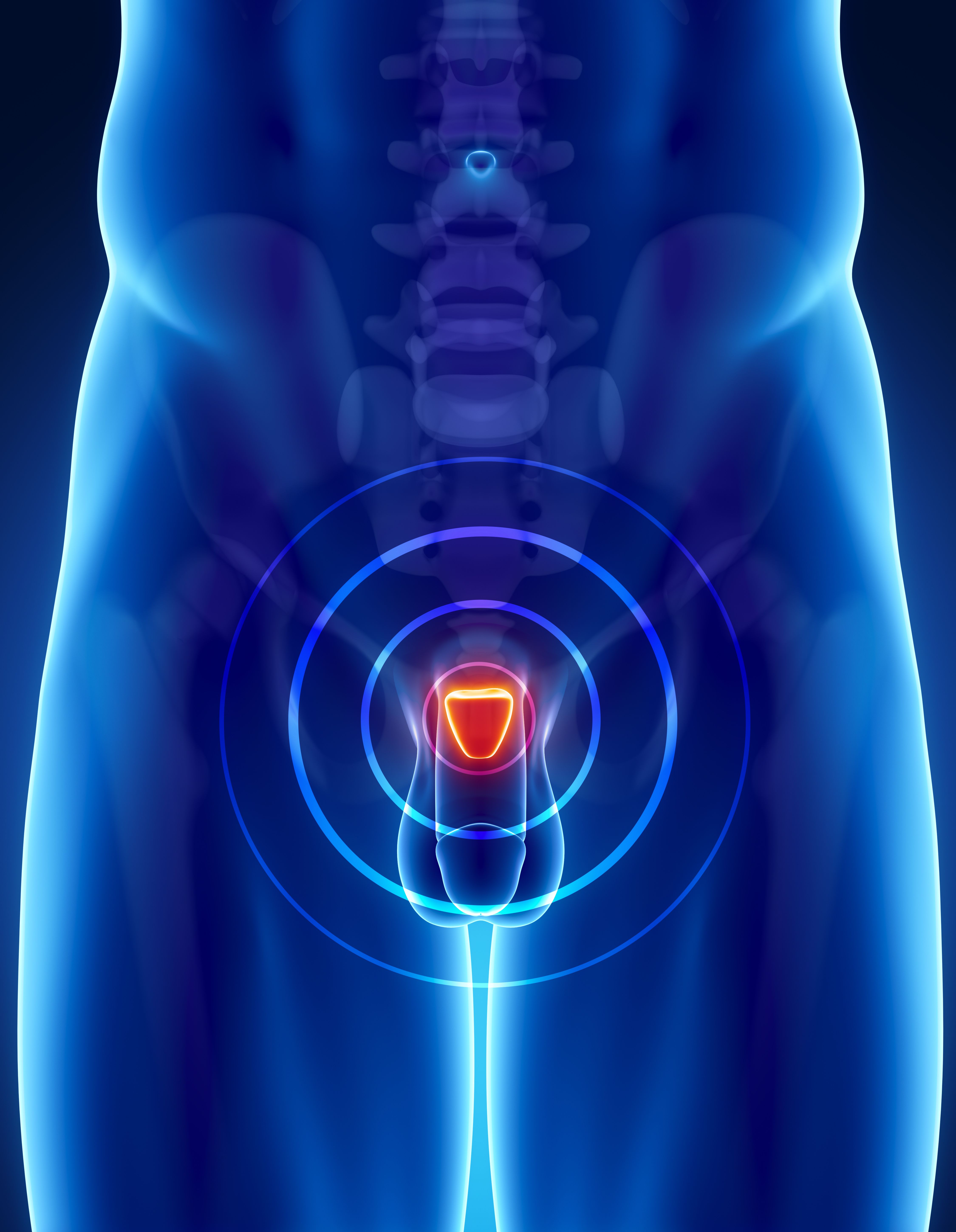 prostate