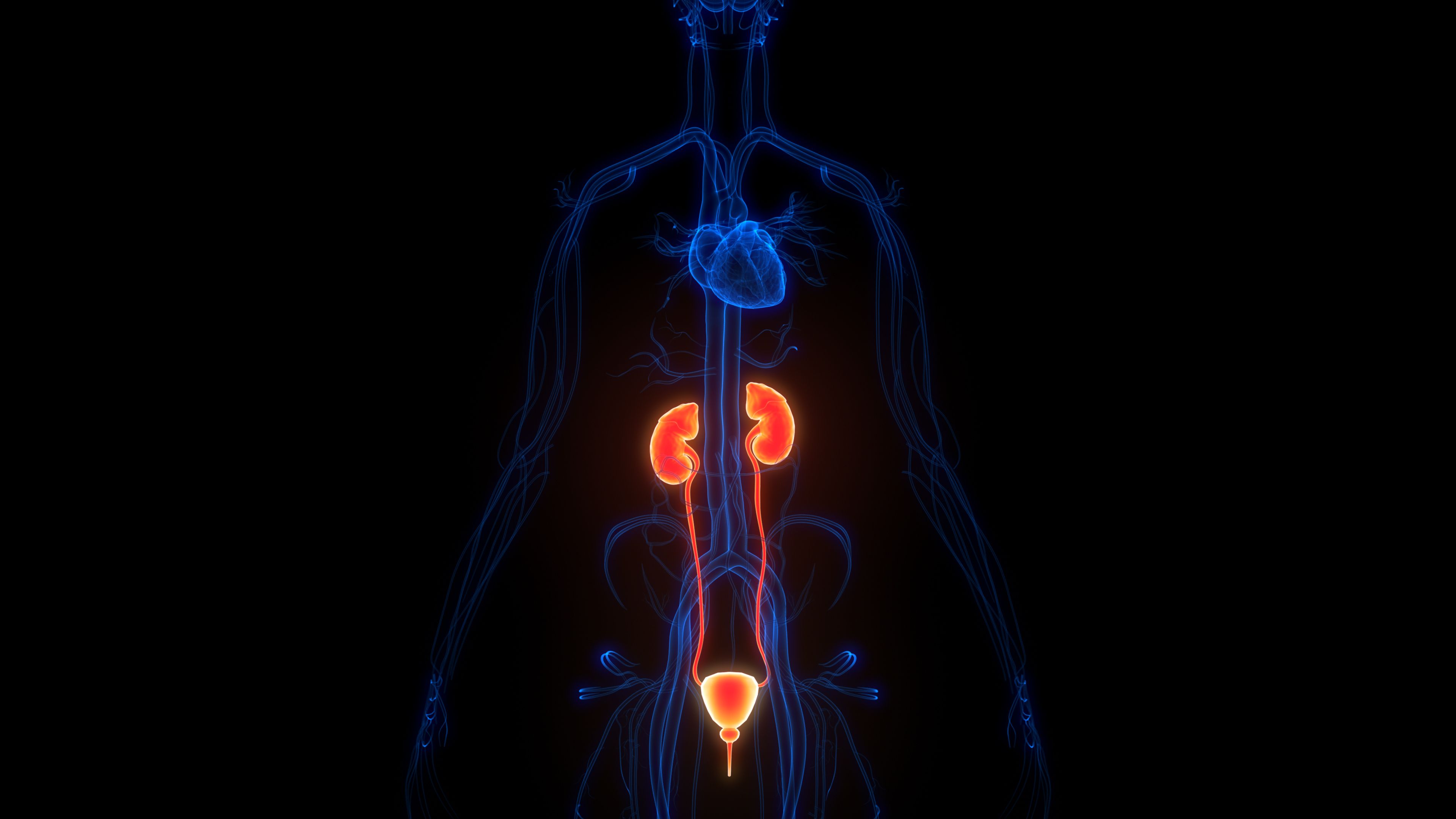 Human Urinary System Kidneys with Bladder Anatomy | Image Credit: © magicmine - stock.adobe.com