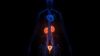 Human Urinary System Kidneys with Bladder Anatomy | Image Credit: © magicmine - stock.adobe.com