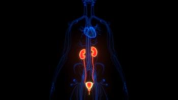 Human Urinary System Kidneys with Bladder Anatomy | Image Credit: © magicmine - stock.adobe.com