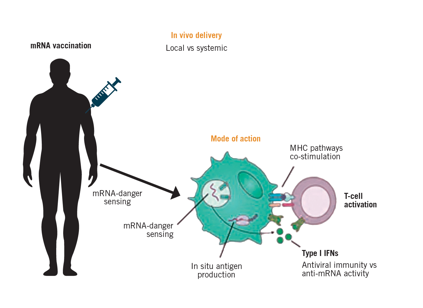 Messenger RNA Vaccines: Beckoning Of A New Era In Cancer Immunotherapy