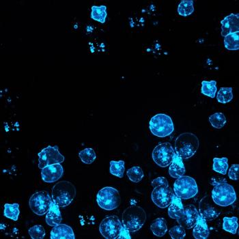 Data indicate that replacement of vincristine with polatuzumab vedotin in combination with etoposide, prednisone, cyclophosphamide, doxorubicin, and rituximab should be further explored in large B-cell lymphoma.