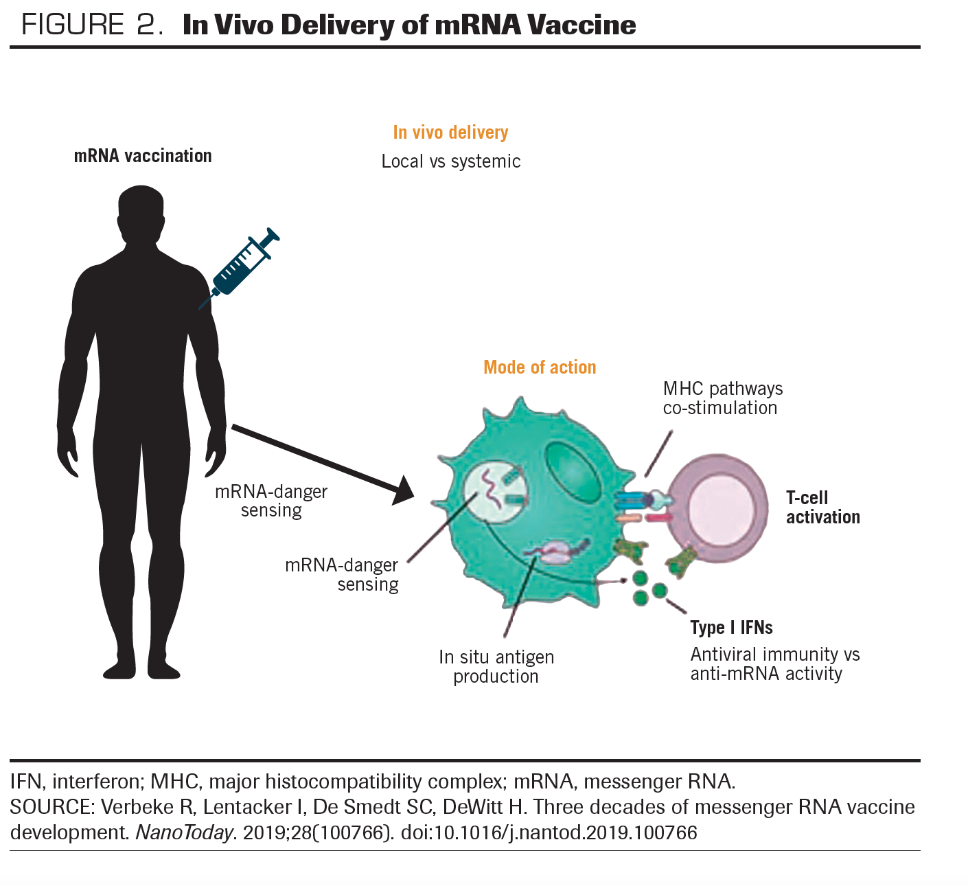 FIGURE 2. In Vivo Delivery of mRNA Vaccine