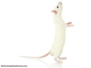 Building a Better Mouse Model for High-Grade Serous Carcinoma