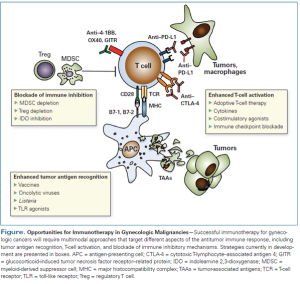 Immunotherapy: New Strategies for the Treatment of Gynecologic Malignancies