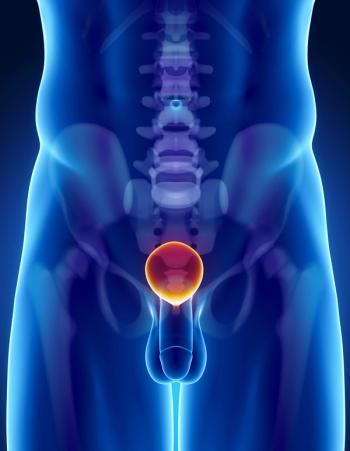 bladder 