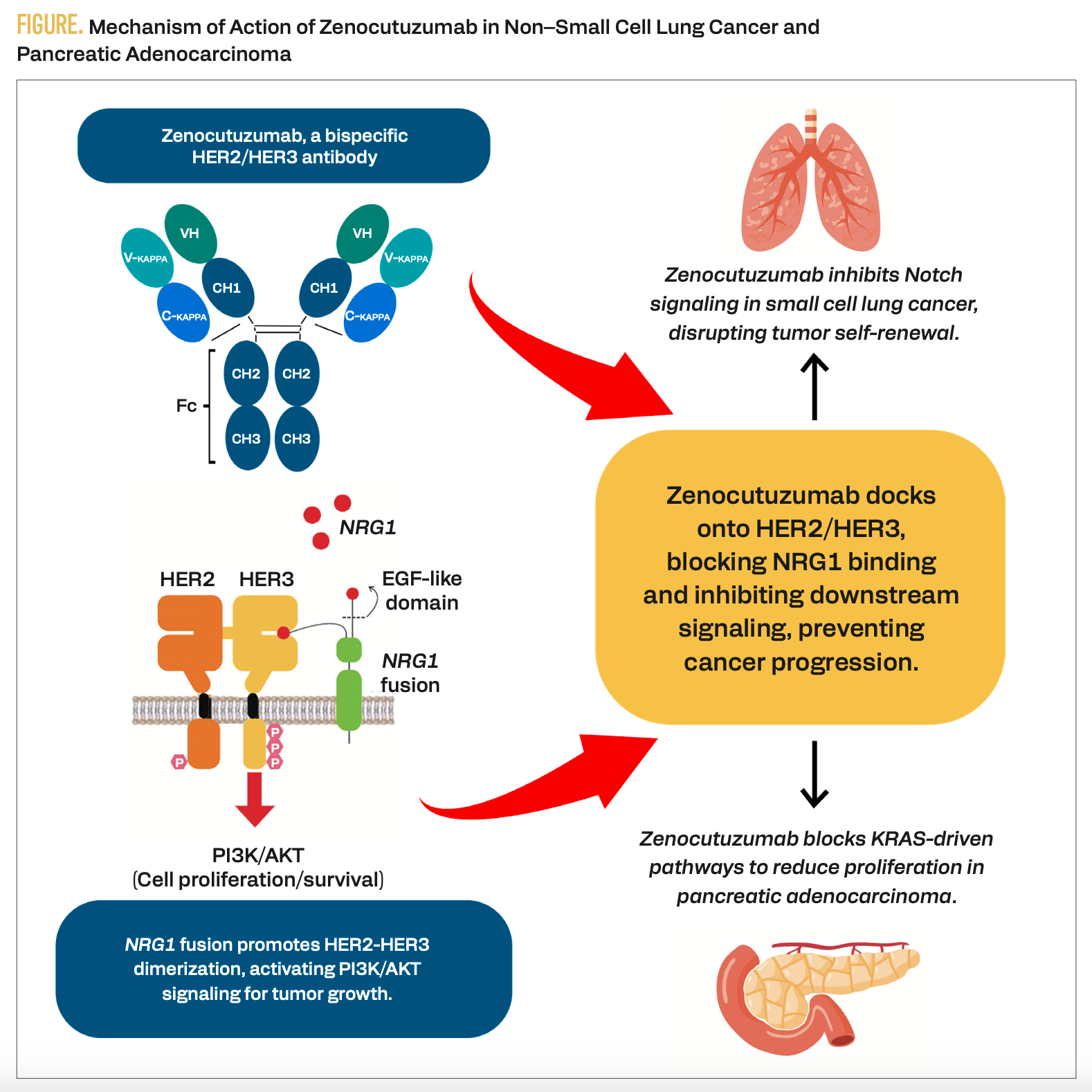 Unveiling the Potential of Zenocutuzumab: A Breakthrough in NSCLC
