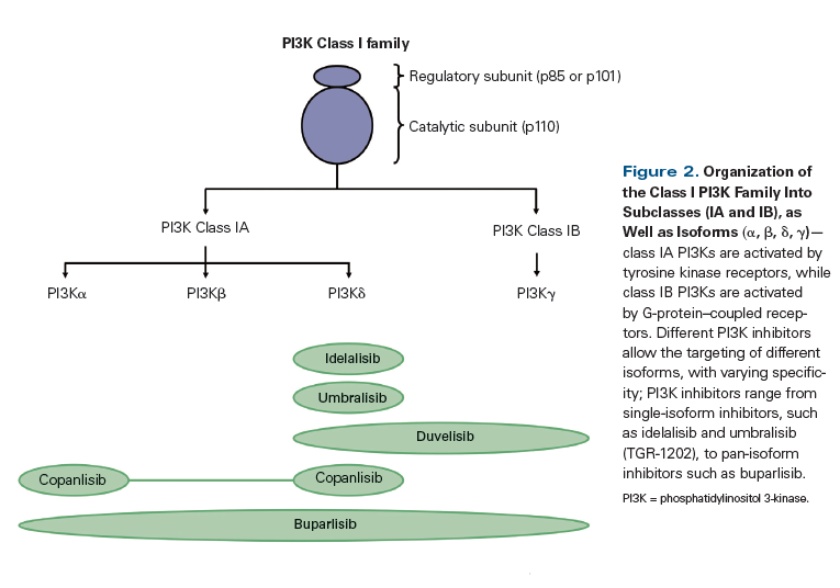 PI3K Inhibitors: Understanding Toxicity Mechanisms and Management
