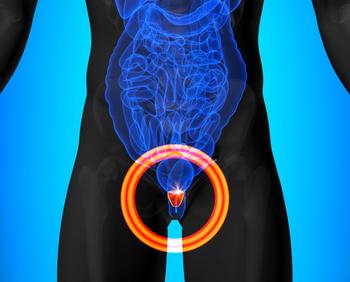 Illustration of a human prostate