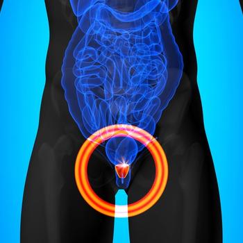 Illustration of a human prostate