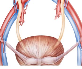 Patients with non-muscle invasive bladder cancer unresponsive to Bacillus Calmette-Guerin may benefit from treatment with CG0070 plus pembrolizumab.